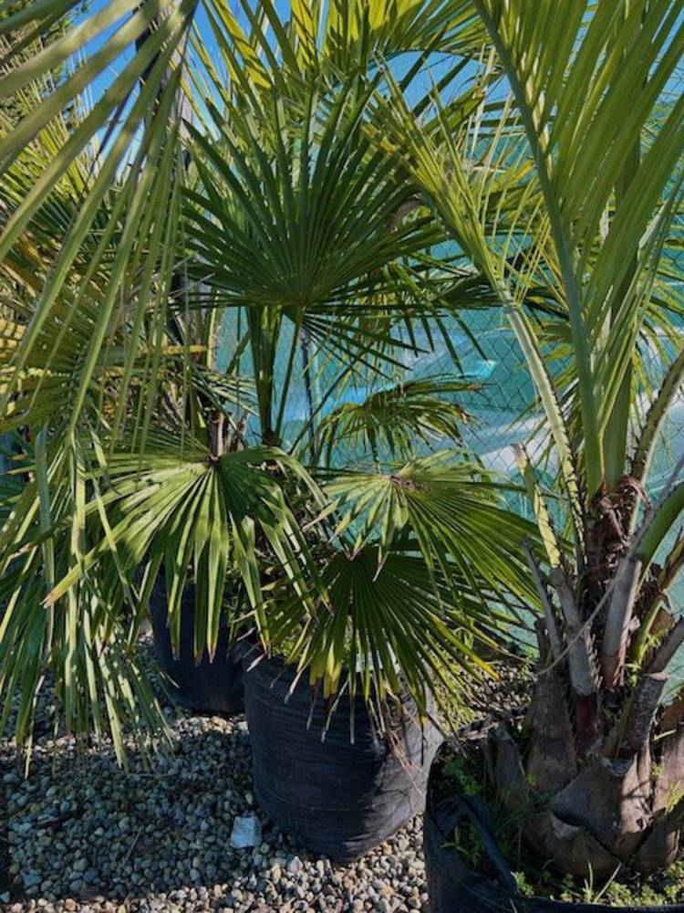 Chinese Fan Palm image 1